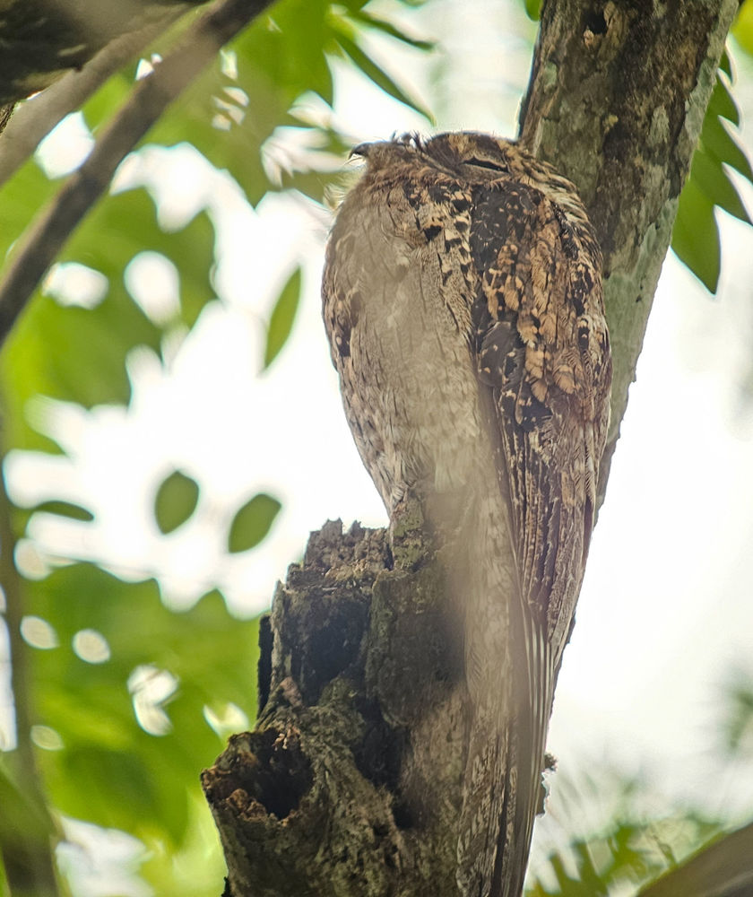 Common Potoo